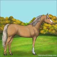 Horse Color:Palomino 