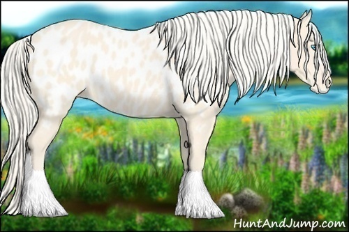 Horse Color:Cremello Appaloosa 