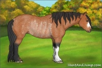 Horse Color:Bay Rabicano 