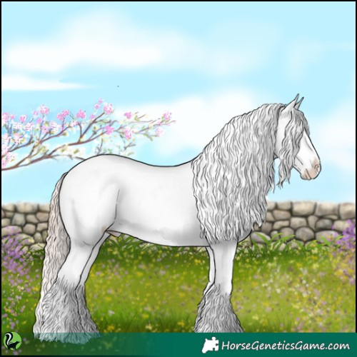 Horse Color:Gold Champagne Appaloosa 