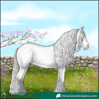 Horse Color:Gold Champagne Appaloosa