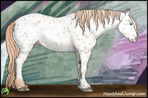 Horse Color:Gold Champagne Appaloosa 