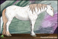 Horse Color:Gold Champagne Appaloosa 
