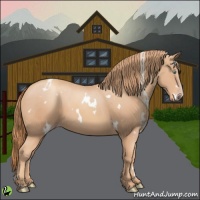 Horse Color:White Spotted Gold Champagne 