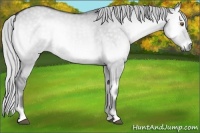Horse Color:Silver Grullo Chinchilla Onyx 