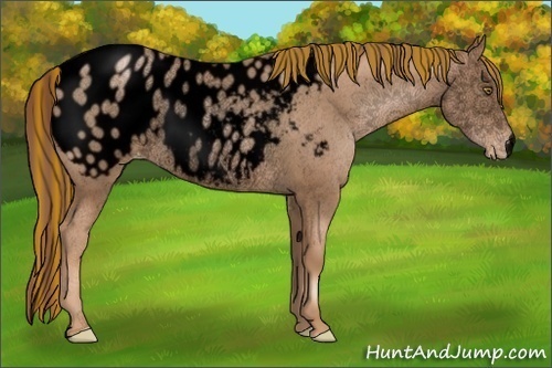 Horse Color:Void Painted Liver Chestnut Pearl Appaloosa Rabicano 