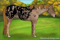 Horse Color:Void Painted Liver Chestnut Pearl Appaloosa Rabicano 