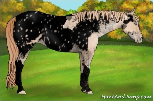 Horse Color:Void Gold Champagne Pearl Tobiano Blanket Rabicano  and Void Gold Champagne Roan Pearl Near Leopard Rabicano 