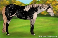 Horse Color:Void Gold Champagne Pearl Tobiano Blanket Rabicano  and Void Gold Champagne Roan Pearl Near Leopard Rabicano 