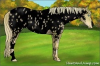 Horse Color:Void Watercolor Gold Cream Champagne Roan Pearl Appaloosa Rabicano 
