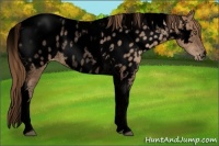 Horse Color:Void Liver Chestnut Pearl Tobiano Near Leopard Rabicano
