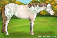 Horse Color:Sable Champagne Pearl Near Leopard 