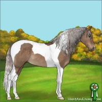 Horse Color:Silver Brown Dun Tobiano 