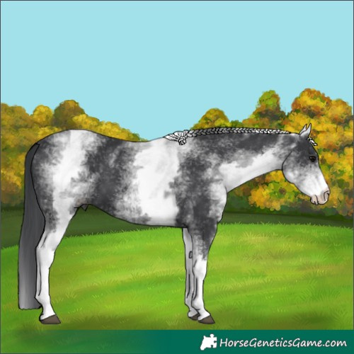 Horse Color:White Spotted Black 
