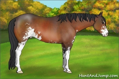Horse Color:Brown Sabino 