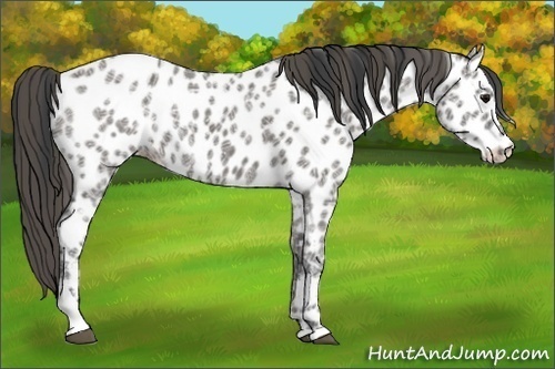 Horse Color:Grullo Ice Tobiano Appaloosa 