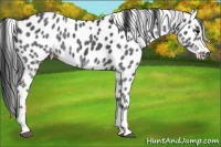 Horse Color:Black Tobiano Leopard 