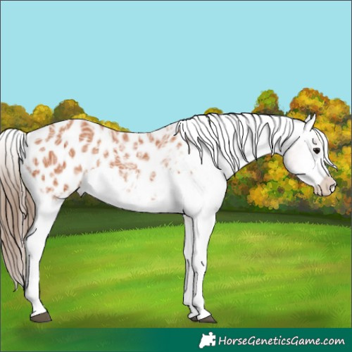 Horse Color:Bay Ice Sabino Appaloosa 