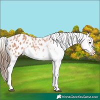 Horse Color:Bay Ice Sabino Appaloosa 