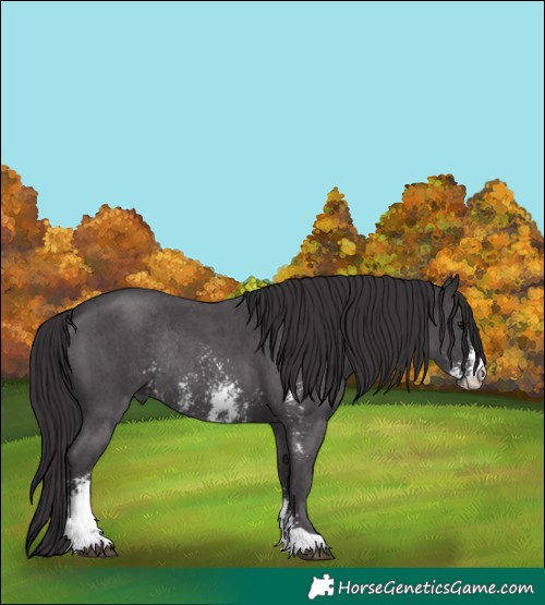 Horse Color:Smoky Black Sabino Rabicano 