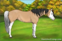 Horse Color:Bay Dun Splash