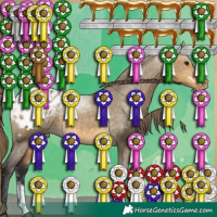 Horse Color:White Spotted Buckskin Dun Sabino Appaloosa 