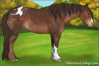 Horse Color:Liver Chestnut Appaloosa