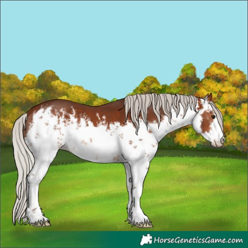 Horse Color:White Spotted Silver Bay 