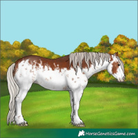 Horse Color:White Spotted Silver Bay 