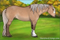 Horse Color:Silver Bay Dun 