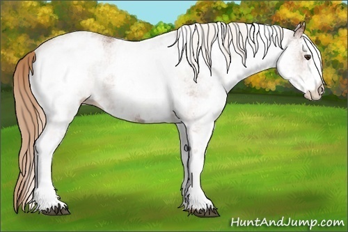 Horse Color:White Spotted Chestnut 