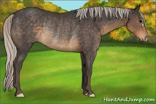 Horse Color:Silver Smoky Black Rabicano 