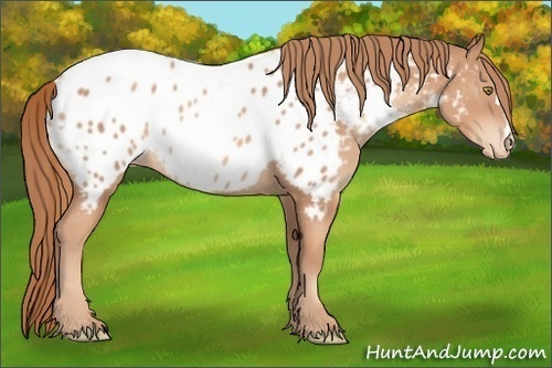 Horse Color:Gold Champagne Appaloosa 