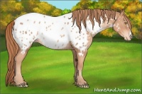 Horse Color:Gold Champagne Appaloosa