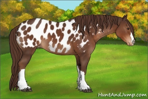 Horse Color:Liver Chestnut Near Leopard 