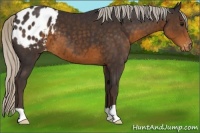 Horse Color:Silver Smoky Black Appaloosa 