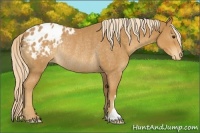 Horse Color:Palomino Appaloosa Rabicano 