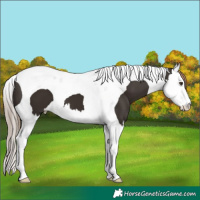 Horse Color:Liver Chestnut Splash Tobiano