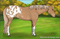 Horse Color:Red Roan Appaloosa 