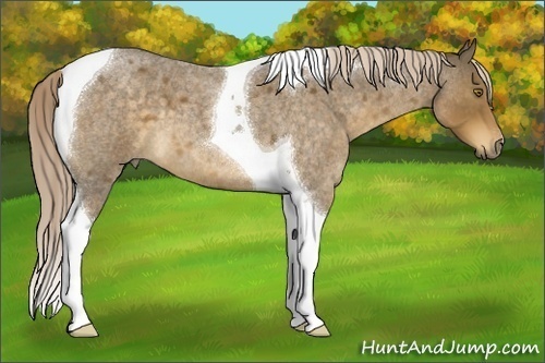 Horse Color:Chocolate Palomino Roan Tobiano 