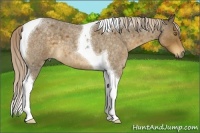 Horse Color:Chocolate Palomino Roan Tobiano