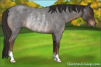 Horse Color:Liver Red Roan Rabicano 