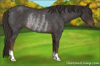 Horse Color:Liver Red Roan Rabicano 