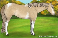 Horse Color:White Spotted Chocolate Palomino Dun Tobiano Rabicano