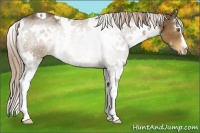 Horse Color:White Spotted Chocolate Palomino