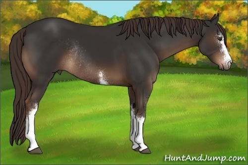 Horse Color:White Spotted Liver Chestnut Rabicano 