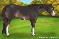 Horse Color:White Spotted Liver Chestnut Rabicano