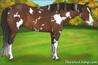 Horse Color:White Spotted Buckskin Splash 
