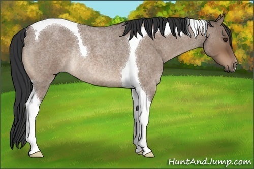 Horse Color:Bay Roan Dun Tobiano Rabicano