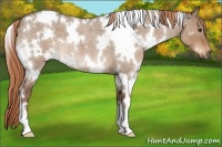 Horse Color:White Spotted Liver Red Dun Roan